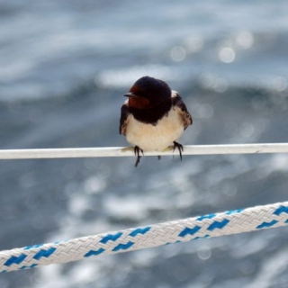  Vögel auf dem Boot 